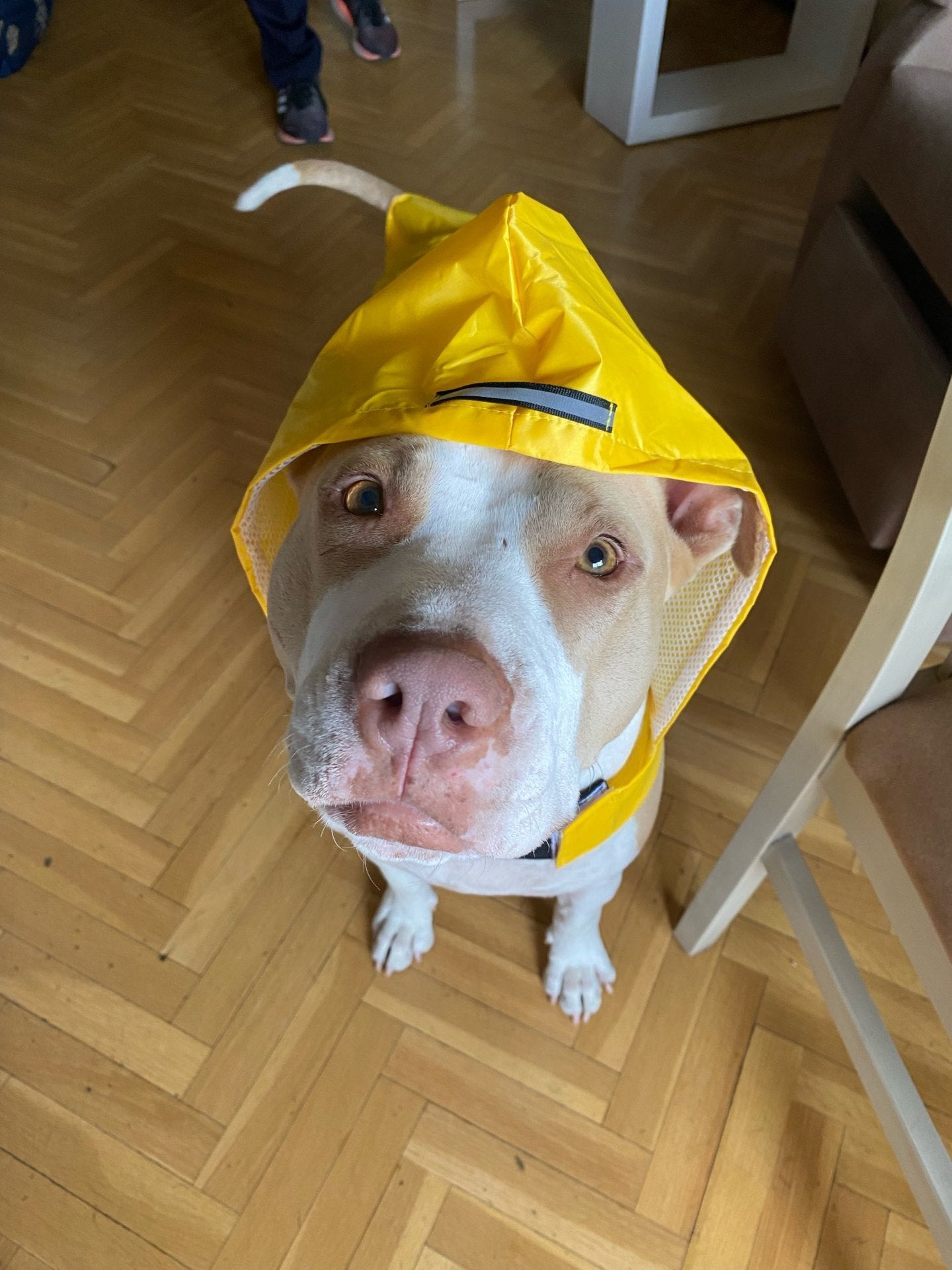 Pet Waterproof Windproof Hood Puppy Raincoat
