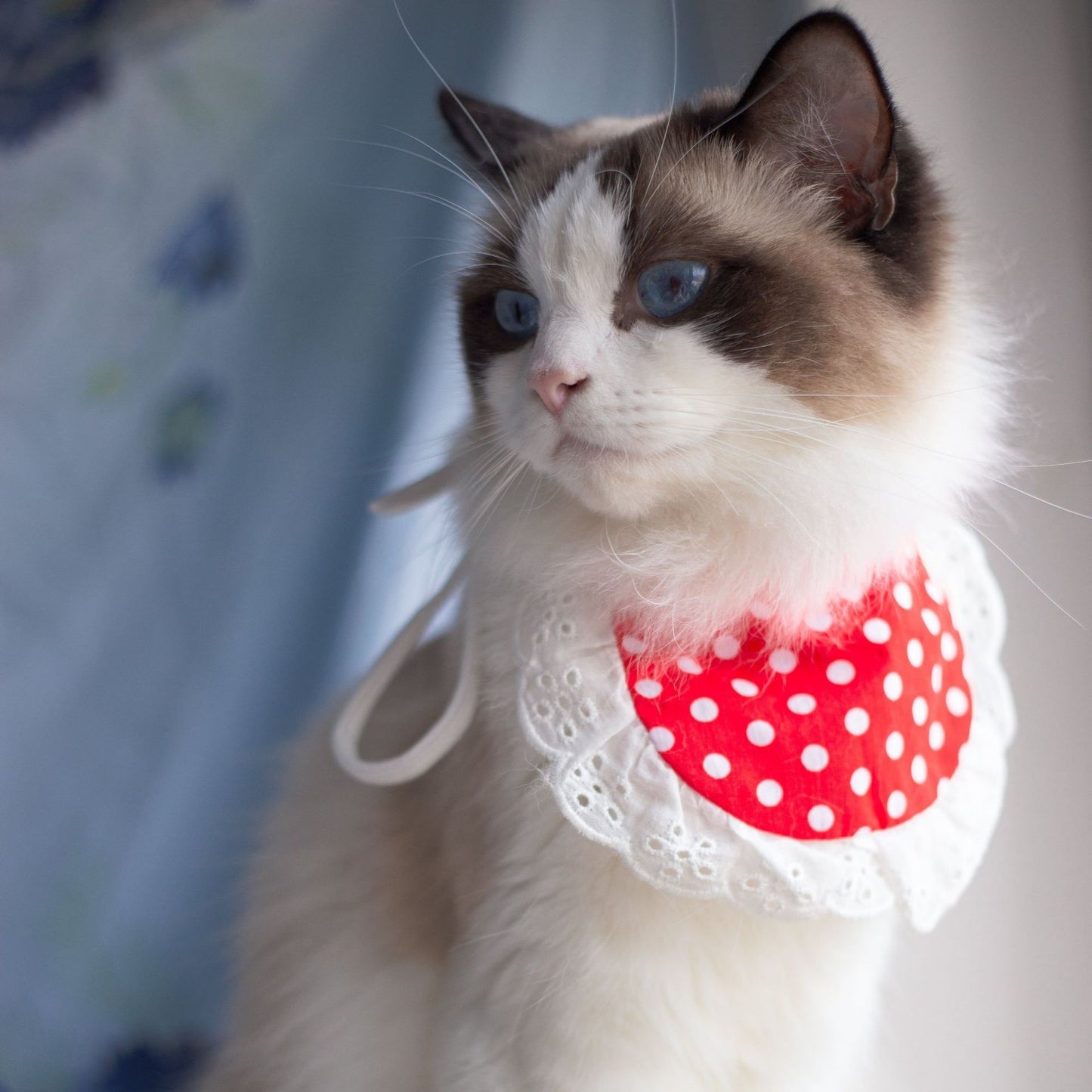 Cat Lace Suit Saliva Towel Princess Style Scarf Bib